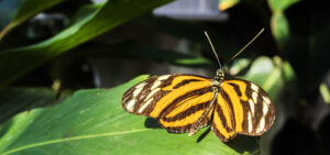 The Tiger Longwing